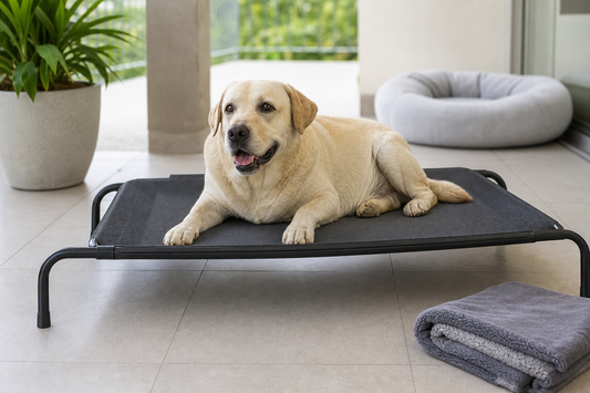 Perro grande descansando en cama elevada en terraza techada