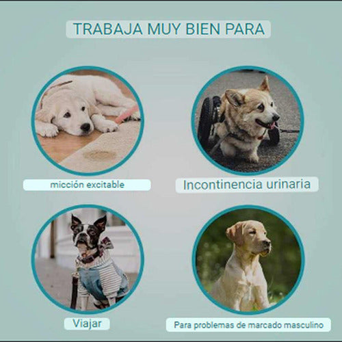 24 Pañales Perros Macho Pañal Para Gato - Norplat M Blanco