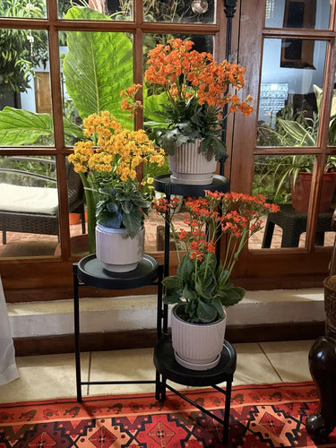 Pedestal Para 3 Plantas / Porta Maceteros Metalico - Norplat Negro Lisa