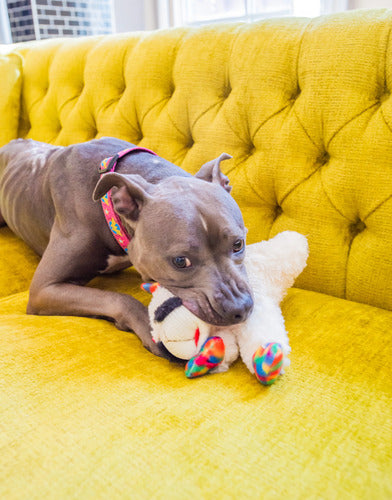 Peluche Oveja Con Texturas Y Sonido Para Mascotas Y Niños Blanco Con Patas Multicolor