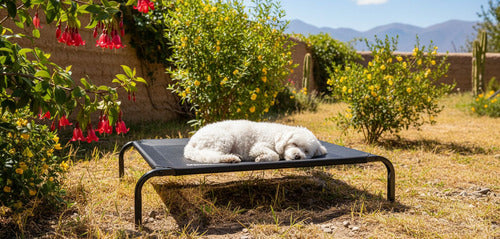 Cama Elevada Altura Para Mascota Perro Gato Talla M Norplat Negro Elevado