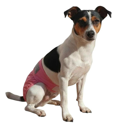 Calzón Celo Perra Pañal Lavable Reutilizable Norplat Rosa S